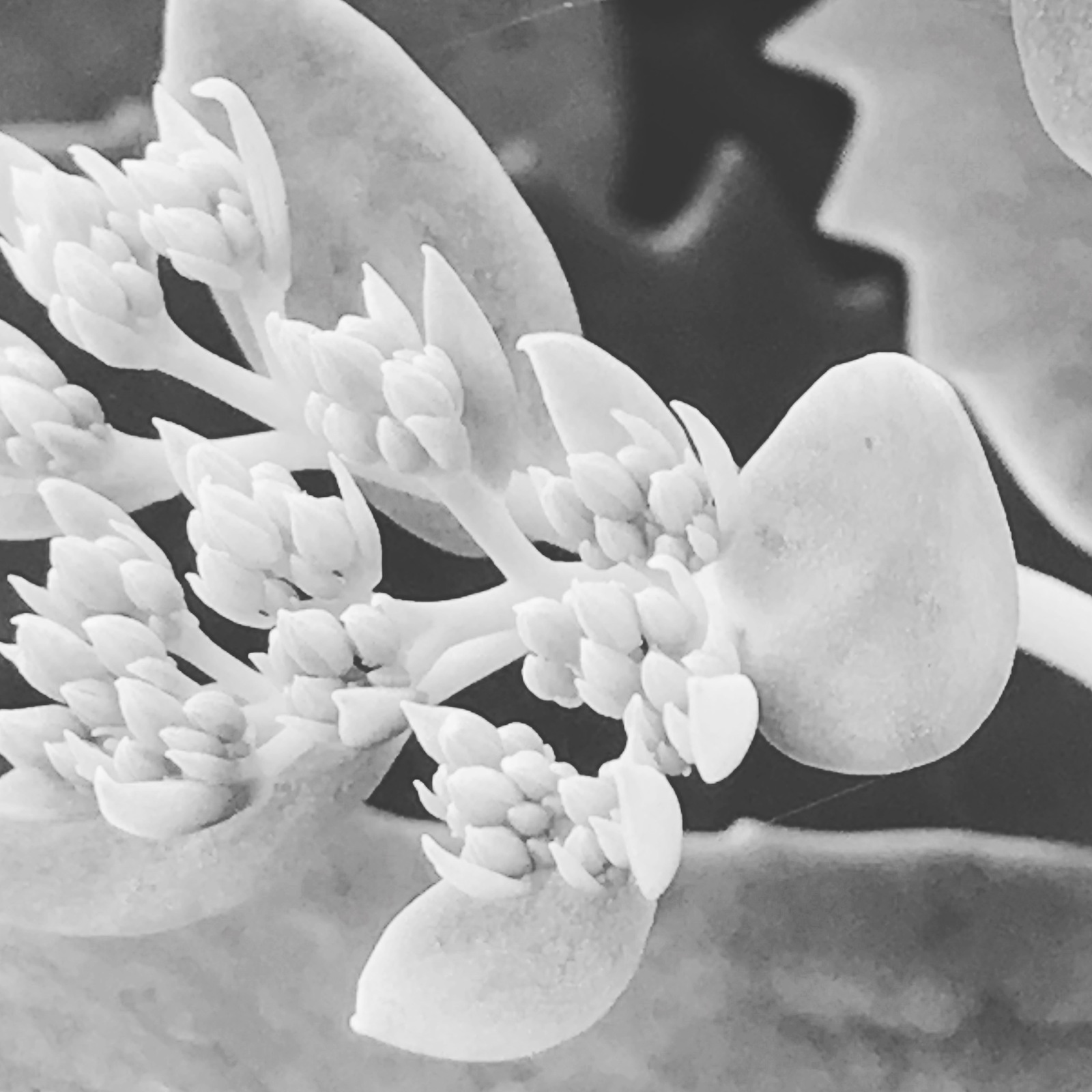 Black and white flowers - My, Blackandwhite, Flowers, Longpost