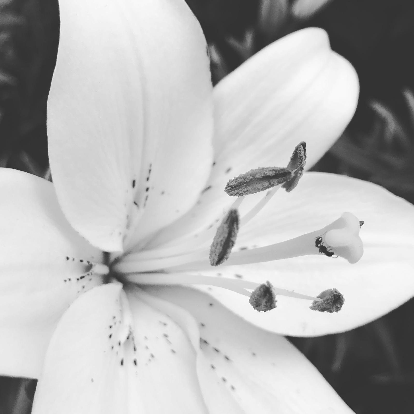 Black and white flowers - My, Blackandwhite, Flowers, Longpost