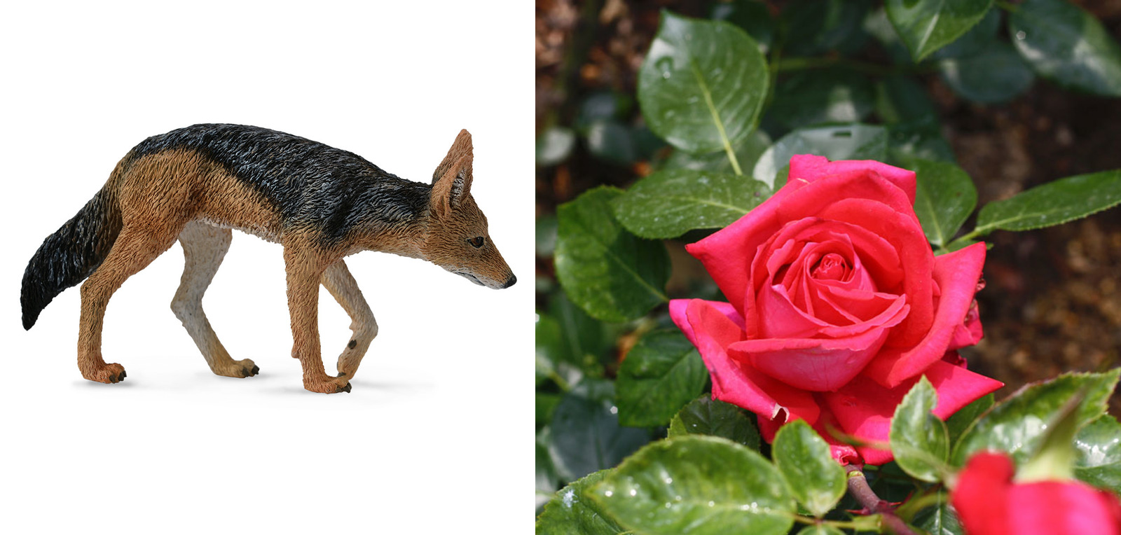 Rose and jackal - My, Bakhtiyor Irmukhamedov, Poems, Envy, beauty, Ugliness, Longpost