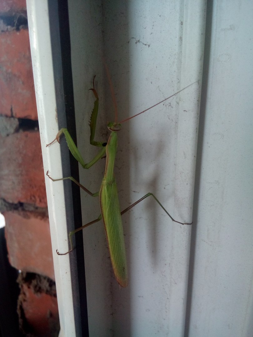 I went out for a smoke... - My, Mantis, Meeting, Smoke break, Udmurtia, Insects, Red Book, , Longpost