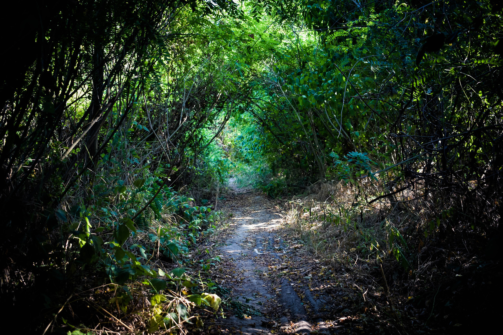 secret path - My, The photo, Hobby, Nikon d5300, My, Lightroom