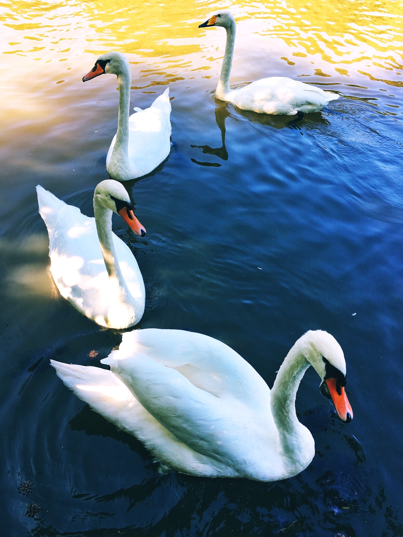 Swan Lake - My, The photo, Swans, Lake