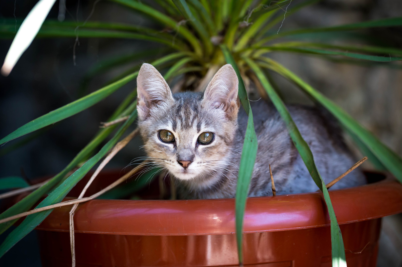 Crimean cats :) - My, cat, Yalta, Crimea, Animals, The photo, Longpost