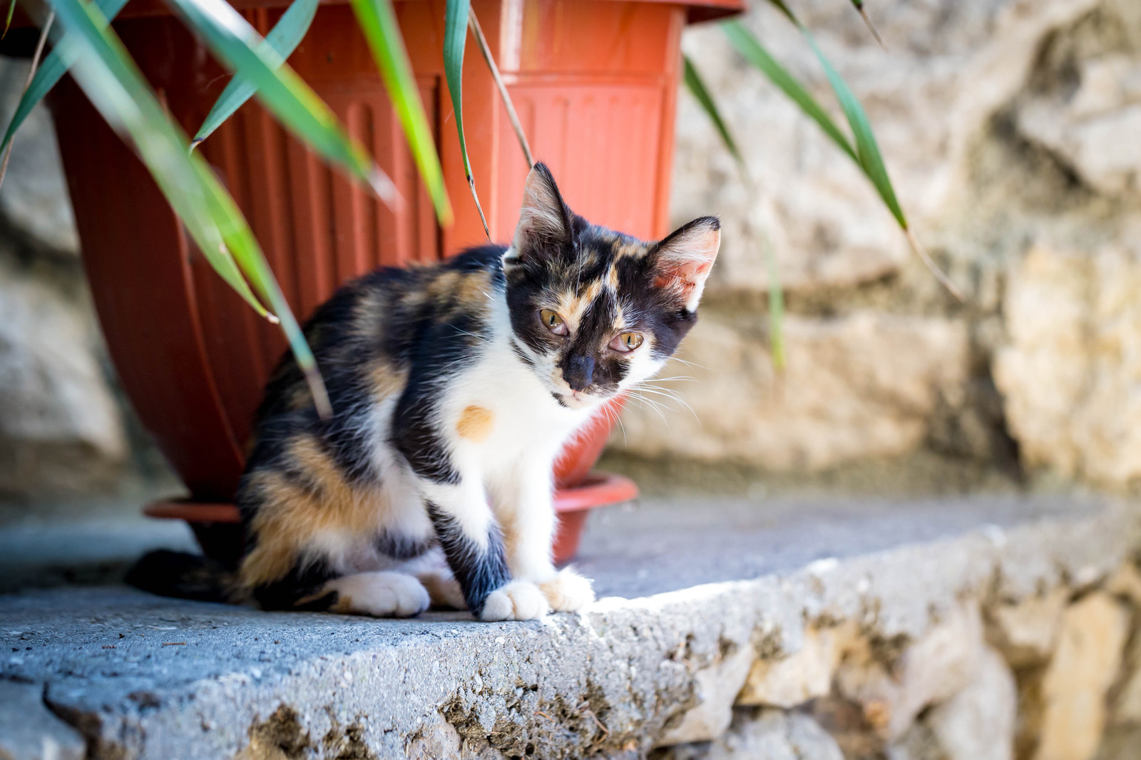 Crimean cats :) - My, cat, Yalta, Crimea, Animals, The photo, Longpost