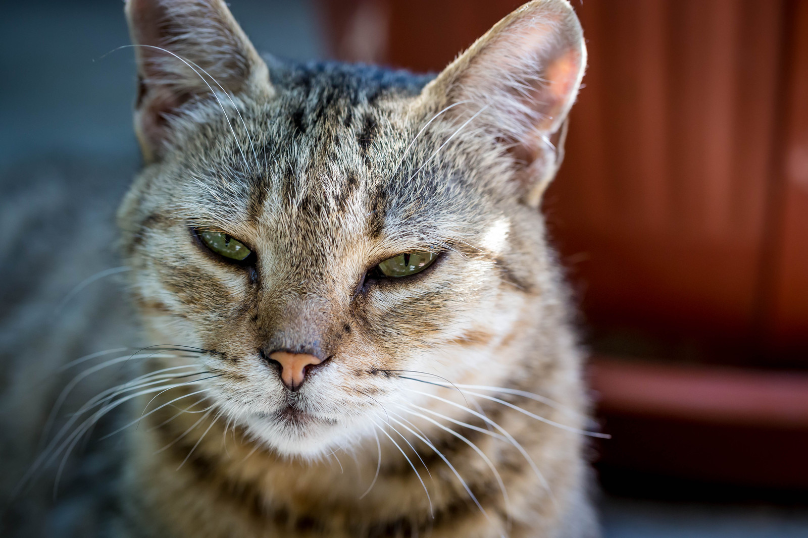 Crimean cats :) - My, cat, Yalta, Crimea, Animals, The photo, Longpost