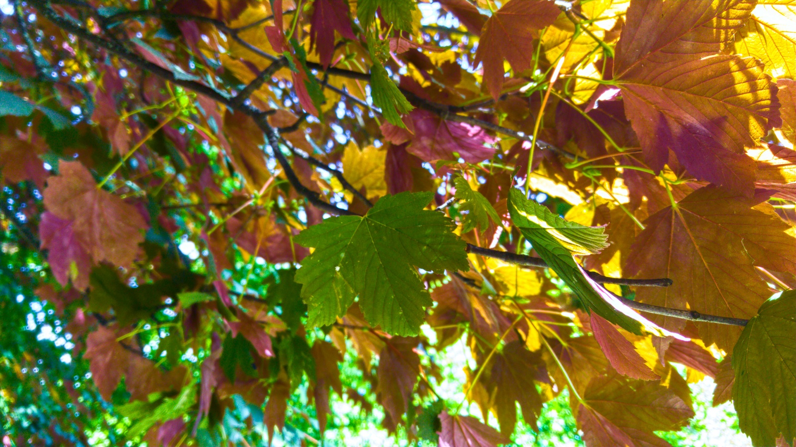 Such an interesting tree. - My, Tree, Summer, Autumn, Leaves