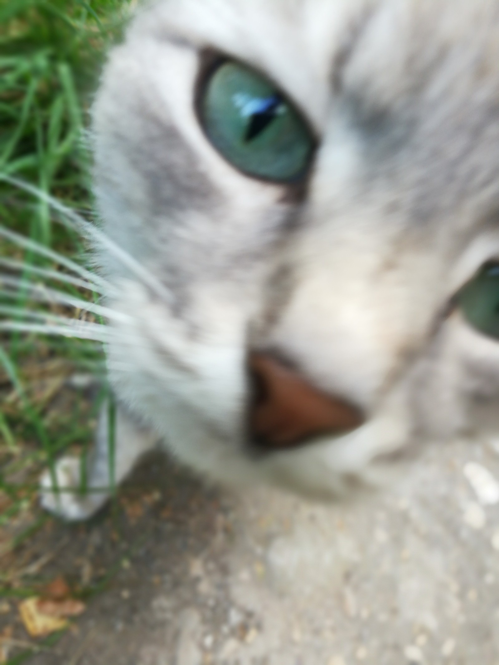 Cat with amazing eyes - My, cat, Milota, Longpost