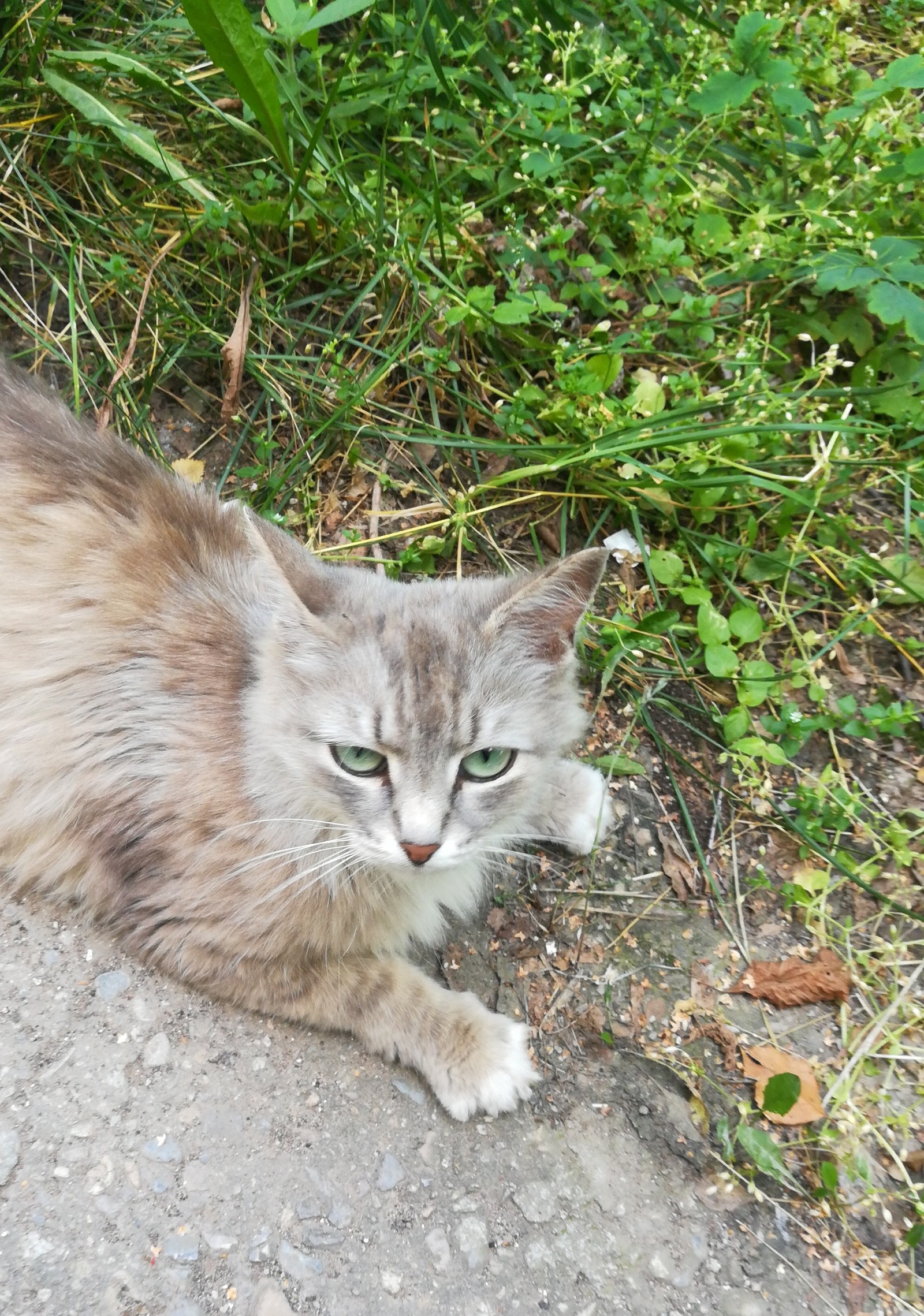 Cat with amazing eyes - My, cat, Milota, Longpost