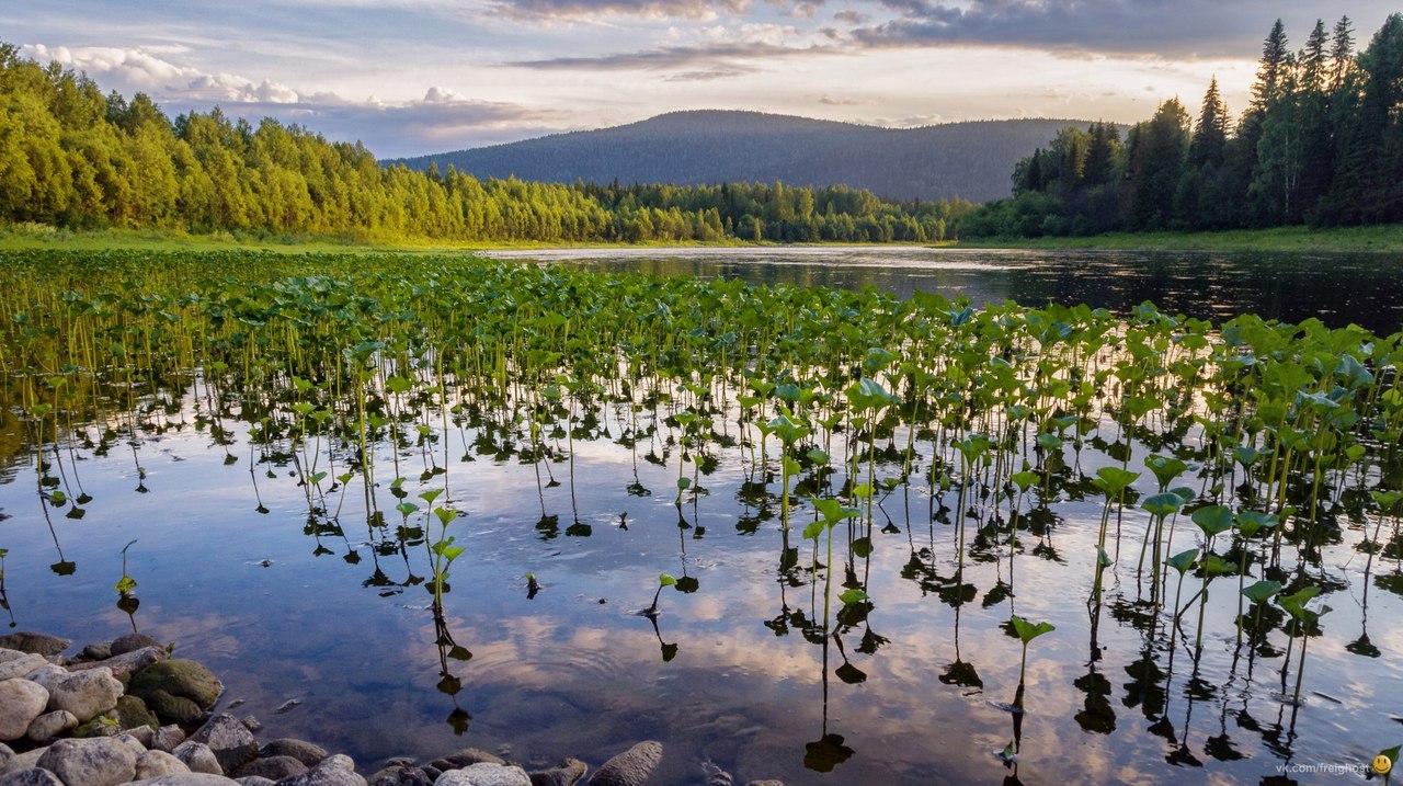 Kosva river. - Kosva, River, Ural, Nature, Russia, beauty, Longpost