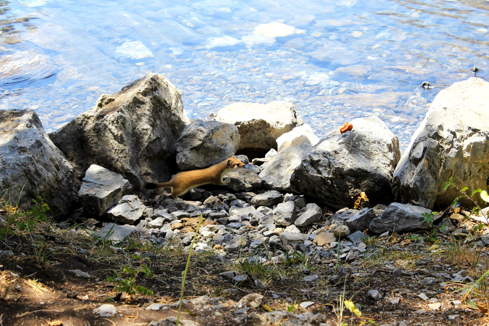 Weasel on Alaudin lake - My, Ermine, Lake, A rock, Longpost