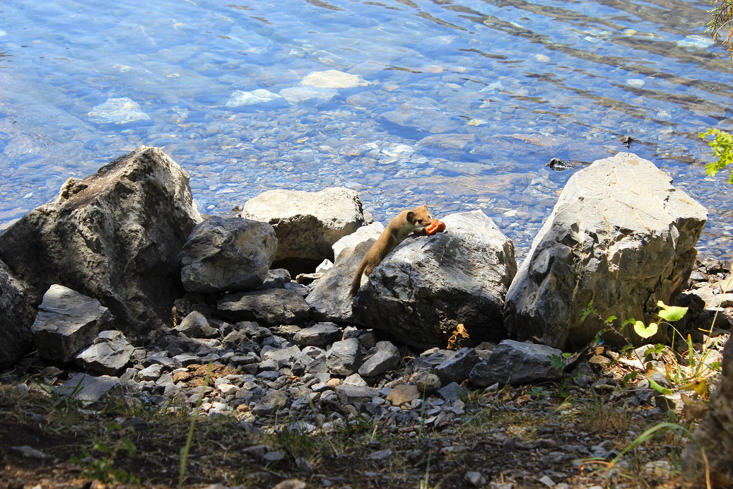 Weasel on Alaudin lake - My, Ermine, Lake, A rock, Longpost