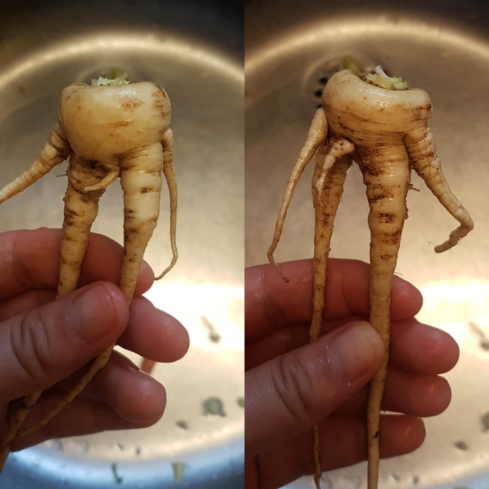 Pretty normal parsnip - Vegetables, Humor, Pasternak sowing