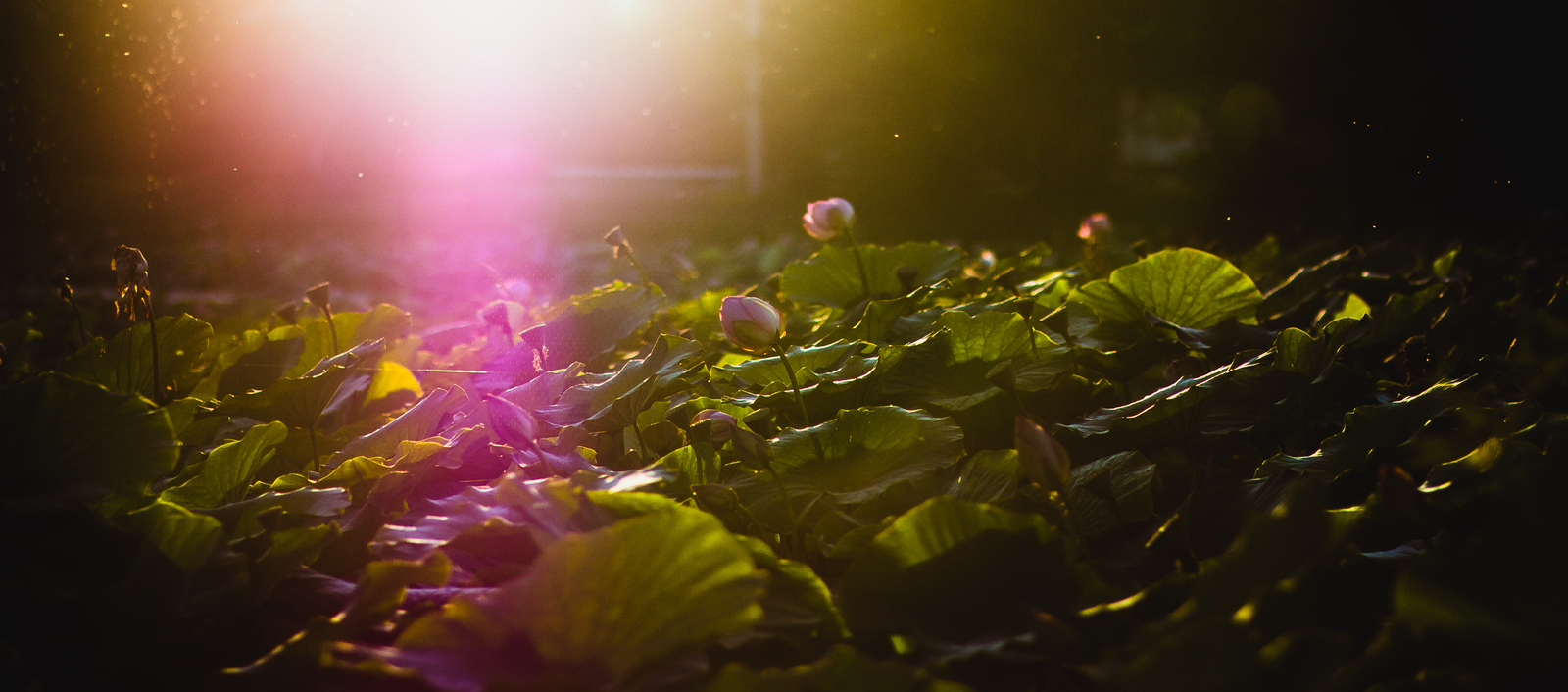 Lotuses on the pond in the village of Ivanovka - My, Amur region, Lotus, Ivanovka