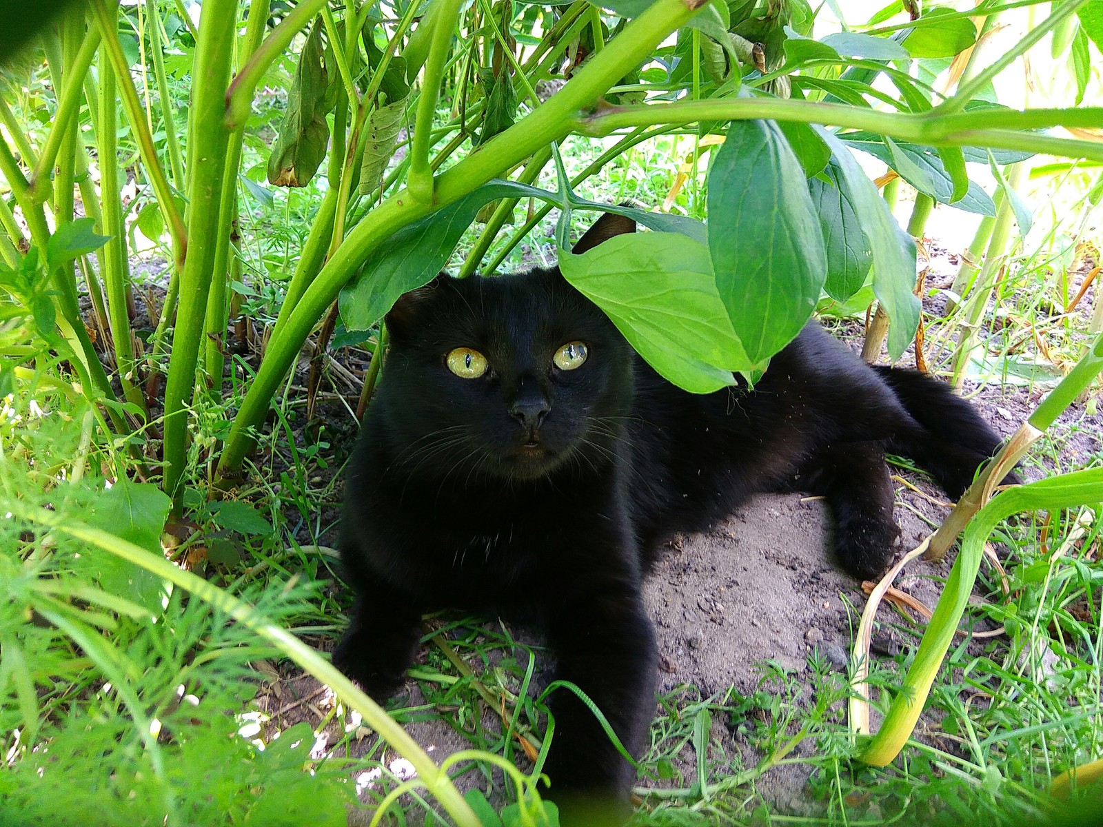 The story of one cat - My, Black cat, Pets, Pet, Longpost, Animals