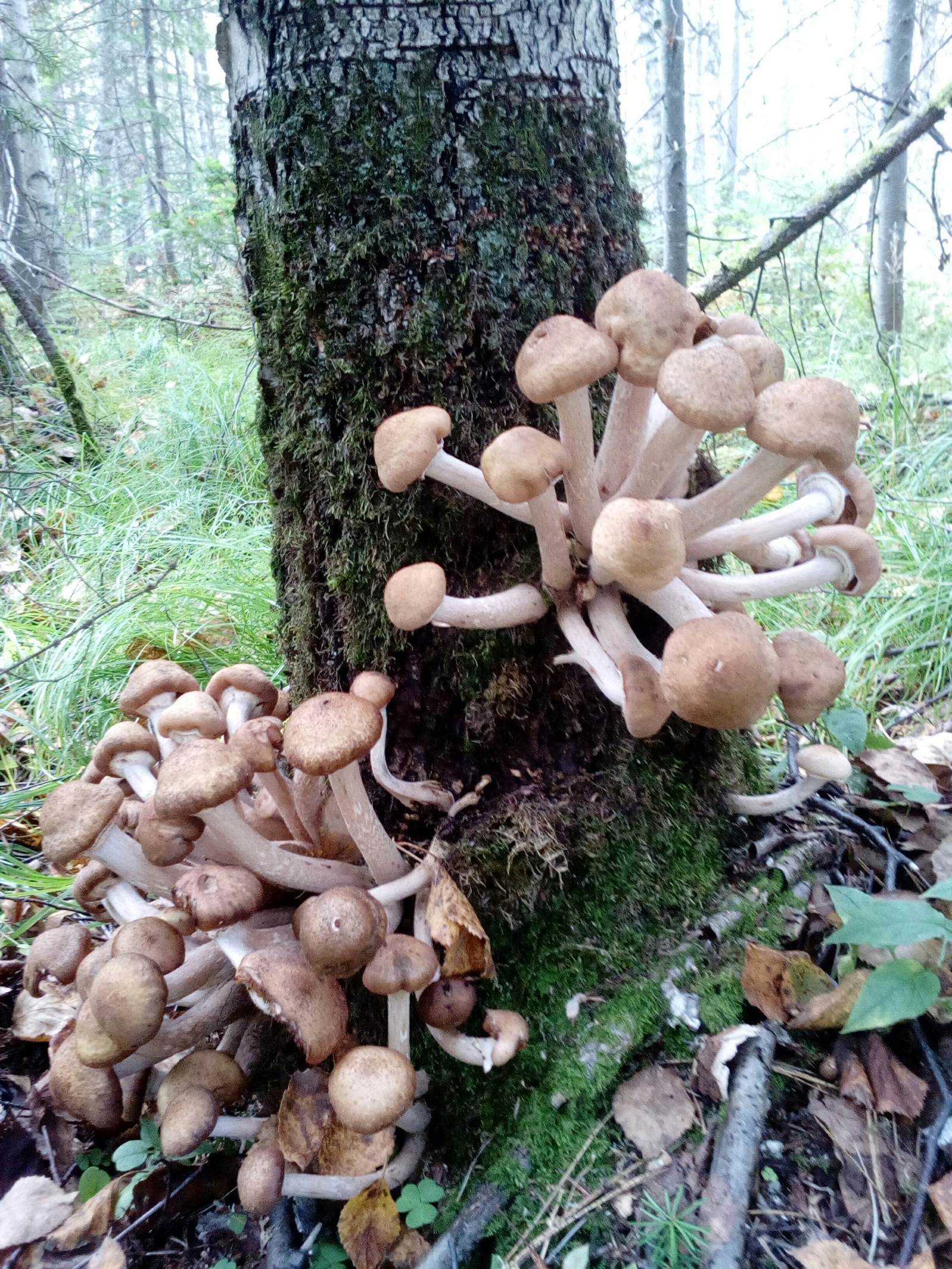 Live report from the forest - My, Mushrooms, Forest, Relaxation, Honey mushrooms, Longpost