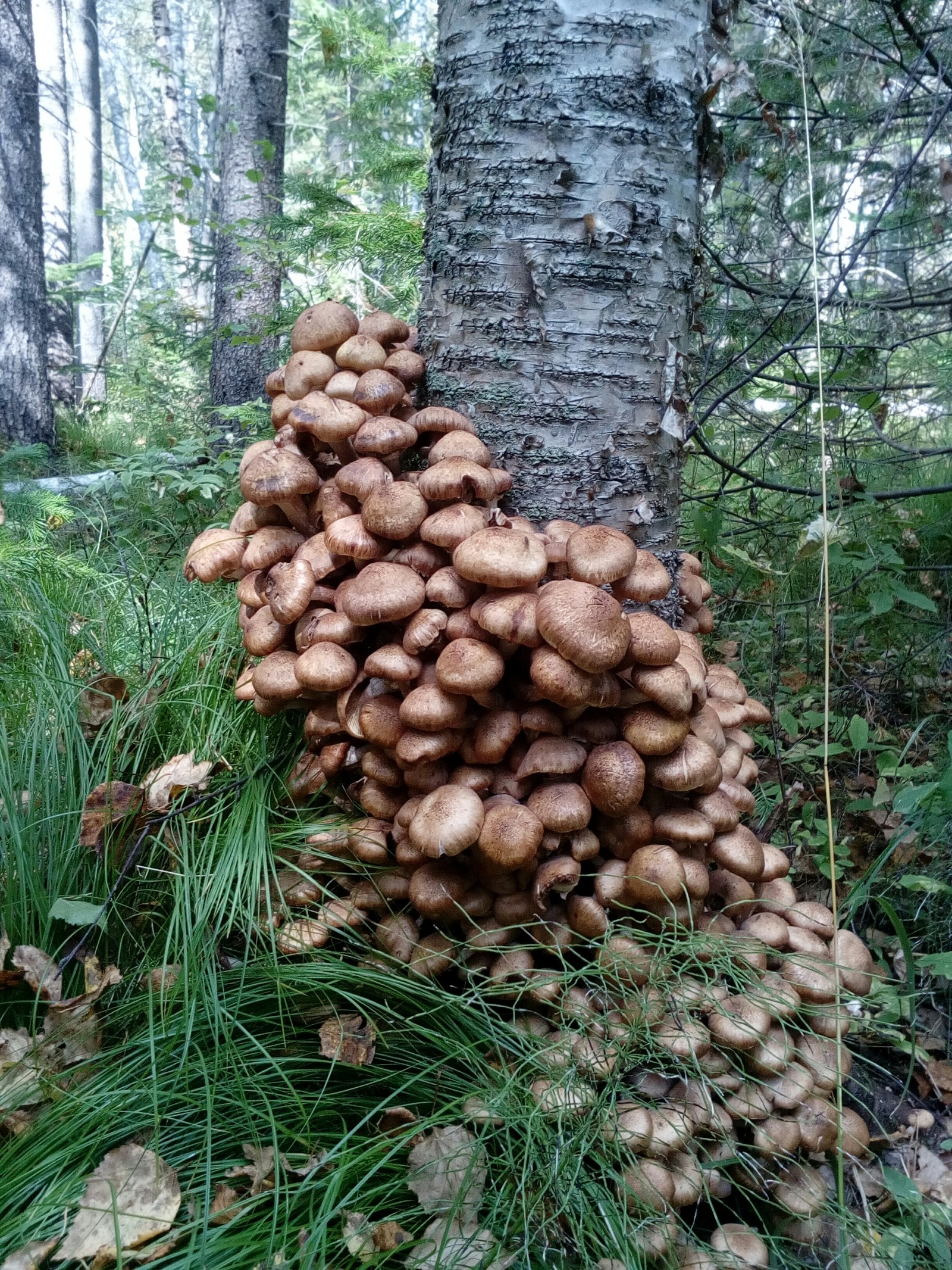 Live report from the forest - My, Mushrooms, Forest, Relaxation, Honey mushrooms, Longpost