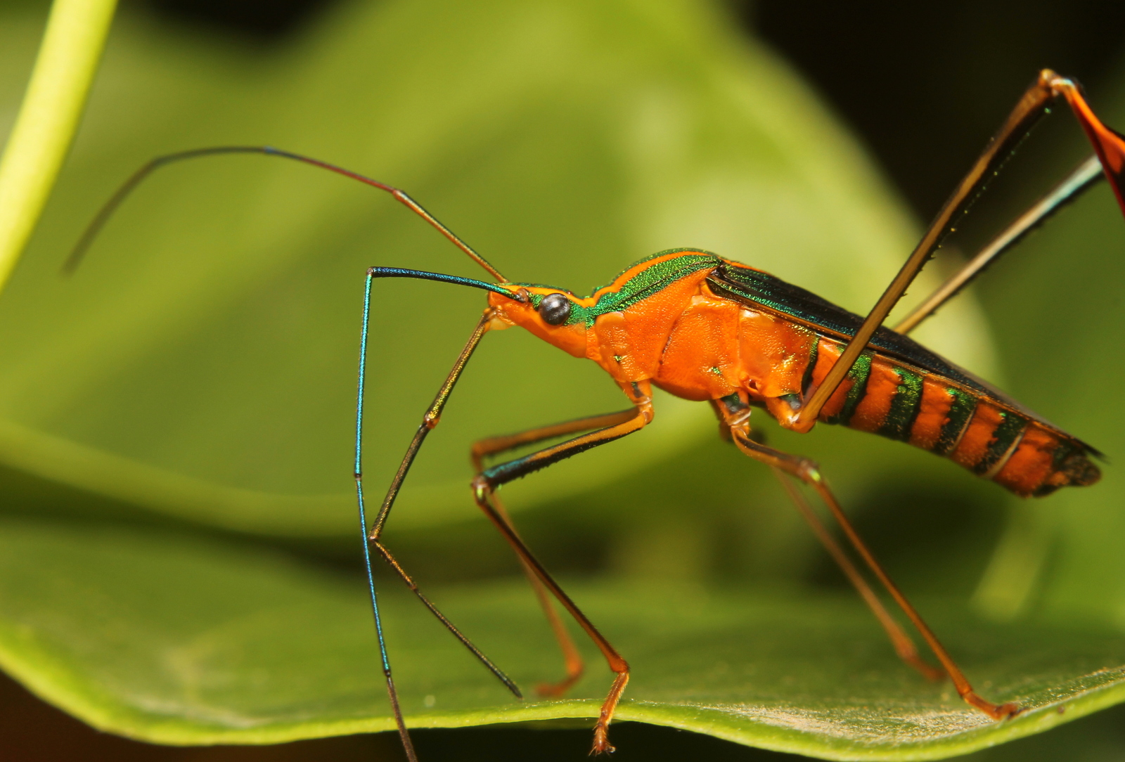 Это Diactor bilineatus. И он настоящий - Моё, Насекомые, Клопы, Зоология, Биология, Познавательно, Фотография, Природа, Длиннопост