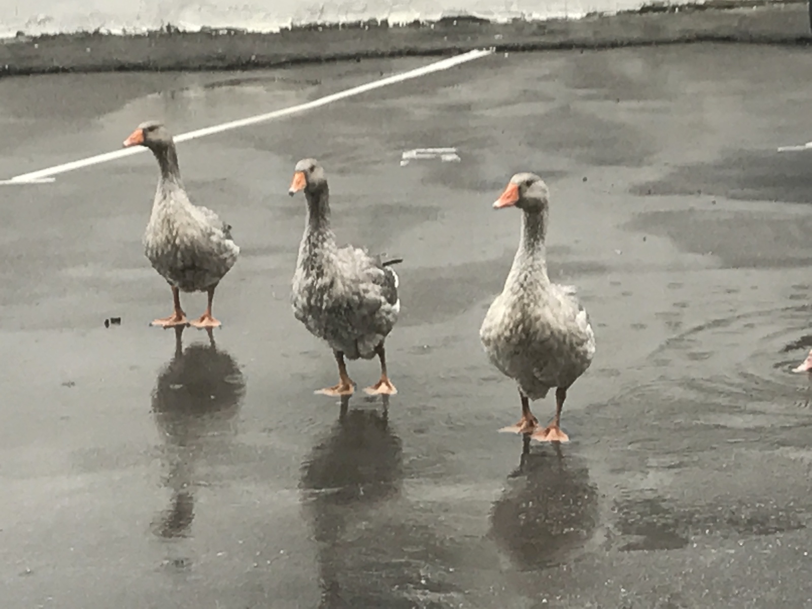 Three merry geese... Wait a minute... As many as eight!) - My, Moscow, Centre, Rain, Гусь