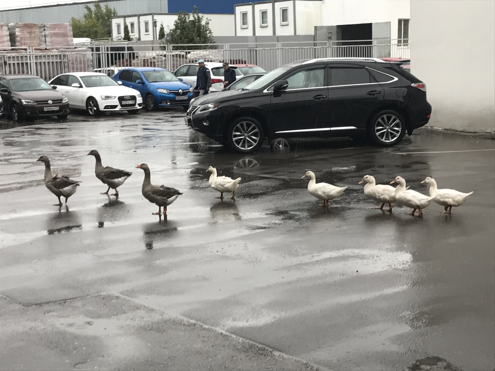 Three merry geese... Wait a minute... As many as eight!) - My, Moscow, Centre, Rain, Гусь