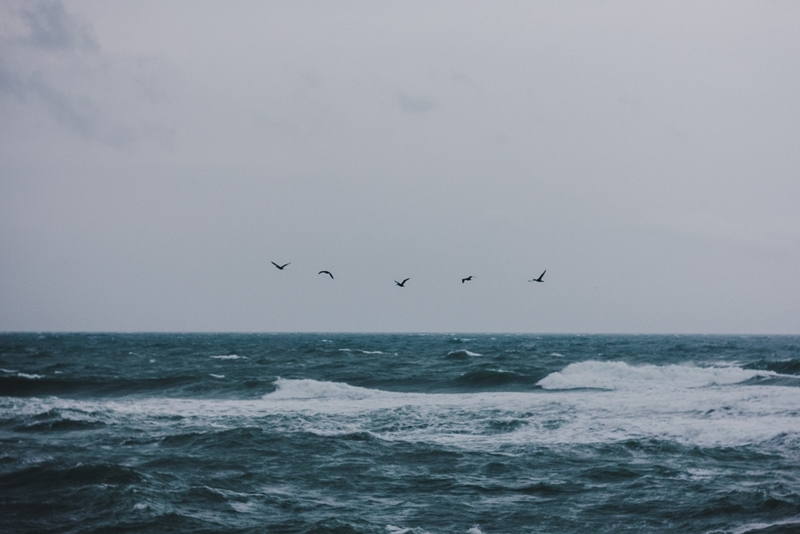 Stormy sea - My, Black Sea, Storm, Novorossiysk, wide beam, Birds, , Manual optics, Helios 77m-4, Longpost, Canon 60d