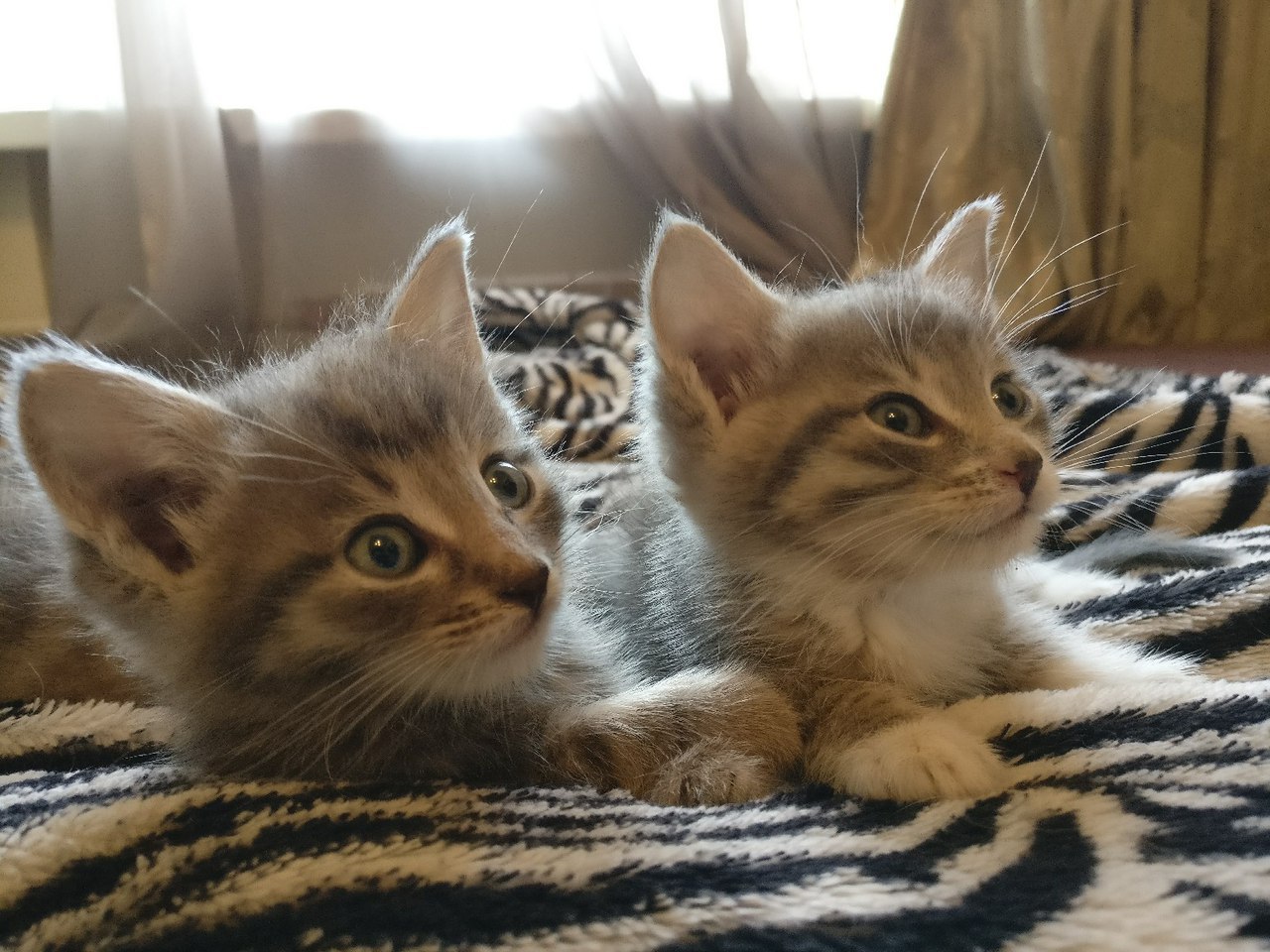 Kittens are looking for a home Moscow MO - , cat house, cat, , Animal Rescue, Moscow, Cats and dogs together, Longpost