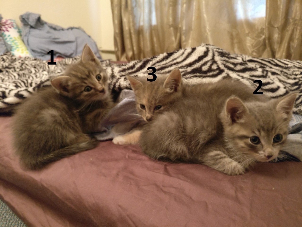 Kittens are looking for a home Moscow MO - , cat house, cat, , Animal Rescue, Moscow, Cats and dogs together, Longpost