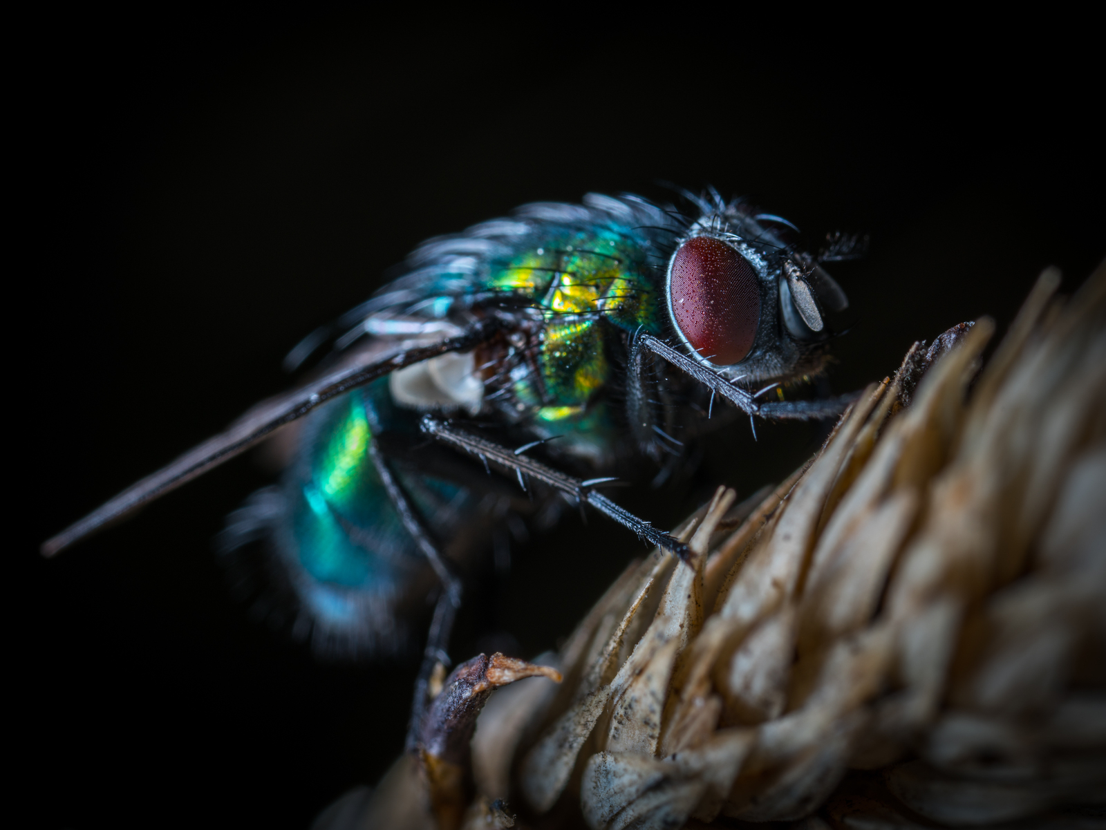 Macro hunting №132 - My, Macrohunt, Insects, Arachnida, Spider, Caterpillar, Mosquitoes, Муха, Mp-e 65 mm, Longpost, Macro photography