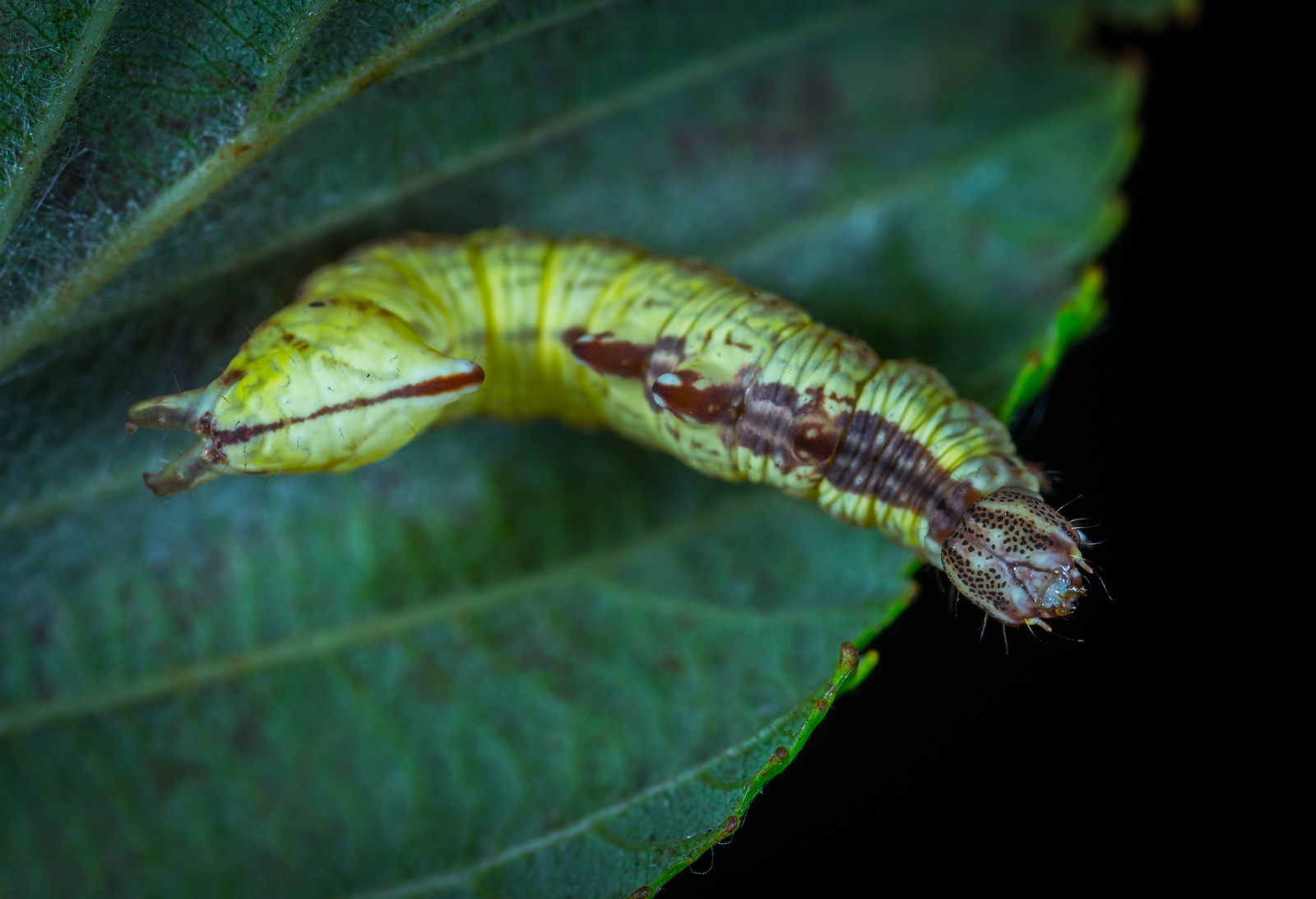 Macro hunting №132 - My, Macrohunt, Insects, Arachnida, Spider, Caterpillar, Mosquitoes, Муха, Mp-e 65 mm, Longpost, Macro photography