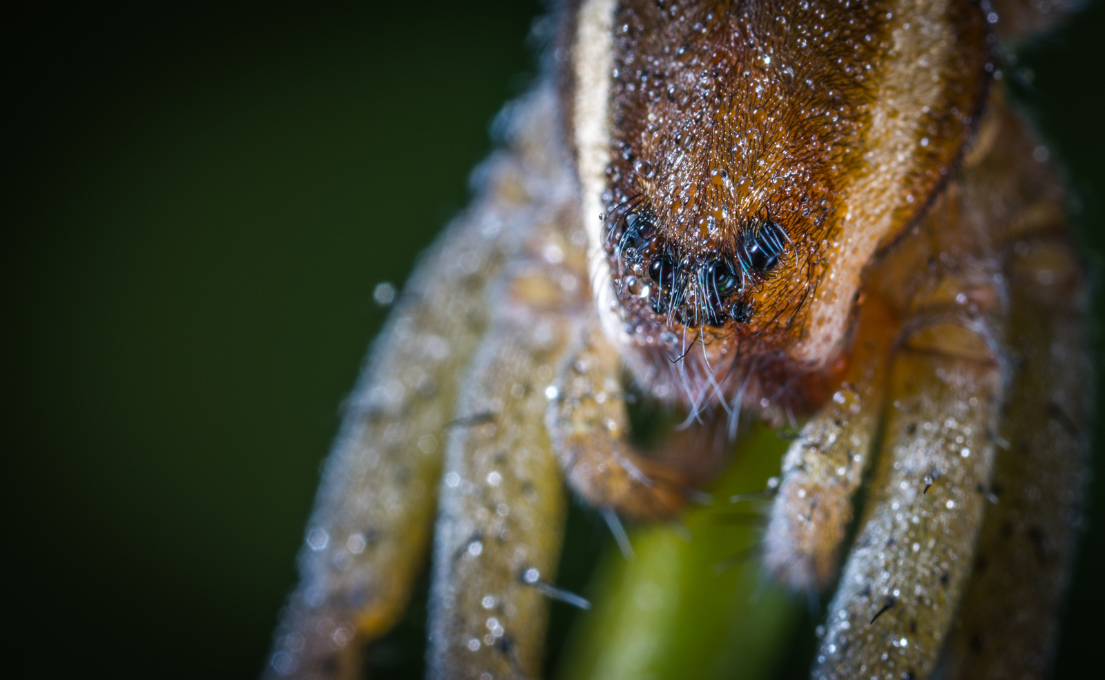 Macro hunting №132 - My, Macrohunt, Insects, Arachnida, Spider, Caterpillar, Mosquitoes, Муха, Mp-e 65 mm, Longpost, Macro photography