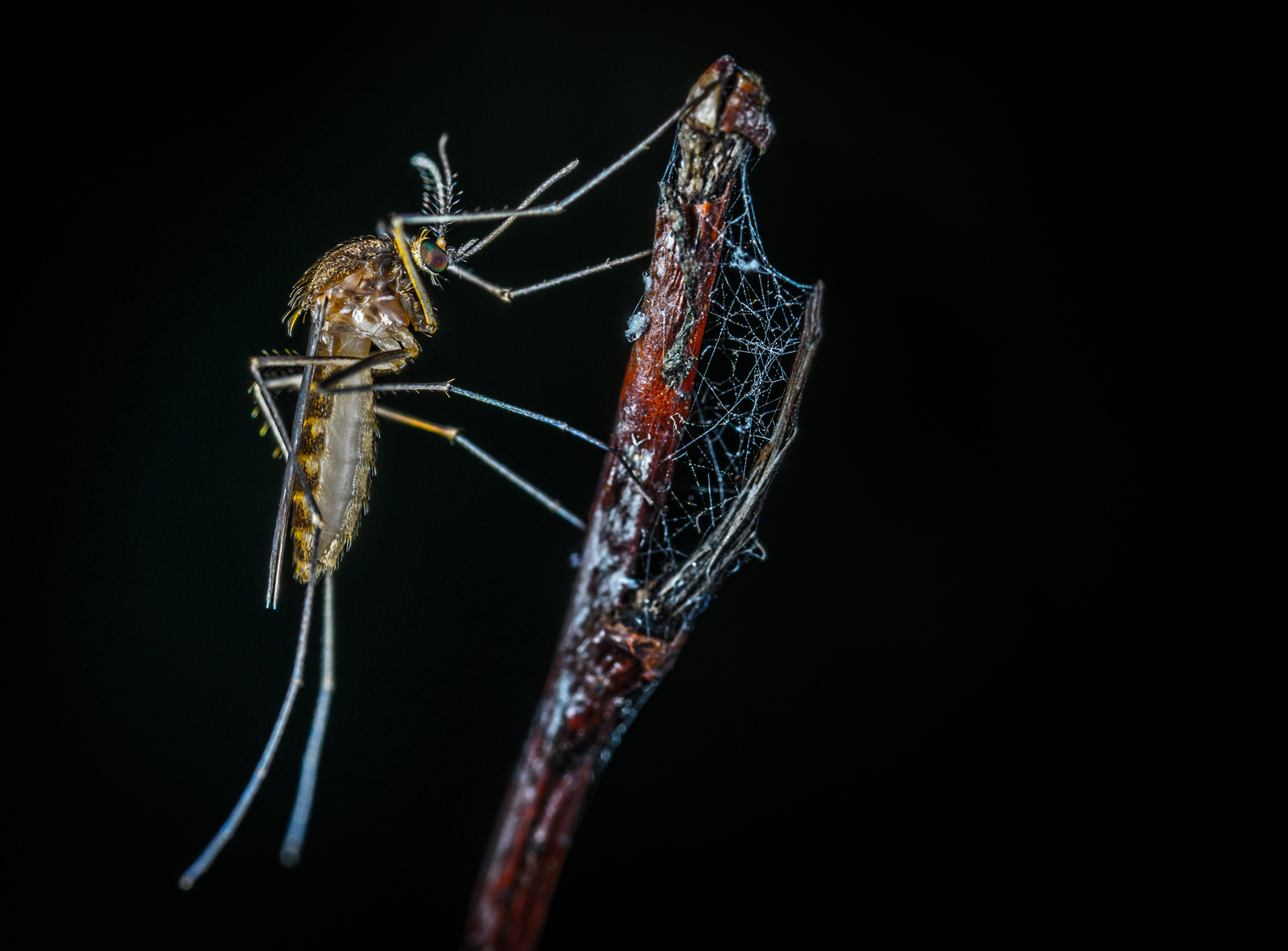 Macro hunting №132 - My, Macrohunt, Insects, Arachnida, Spider, Caterpillar, Mosquitoes, Муха, Mp-e 65 mm, Longpost, Macro photography