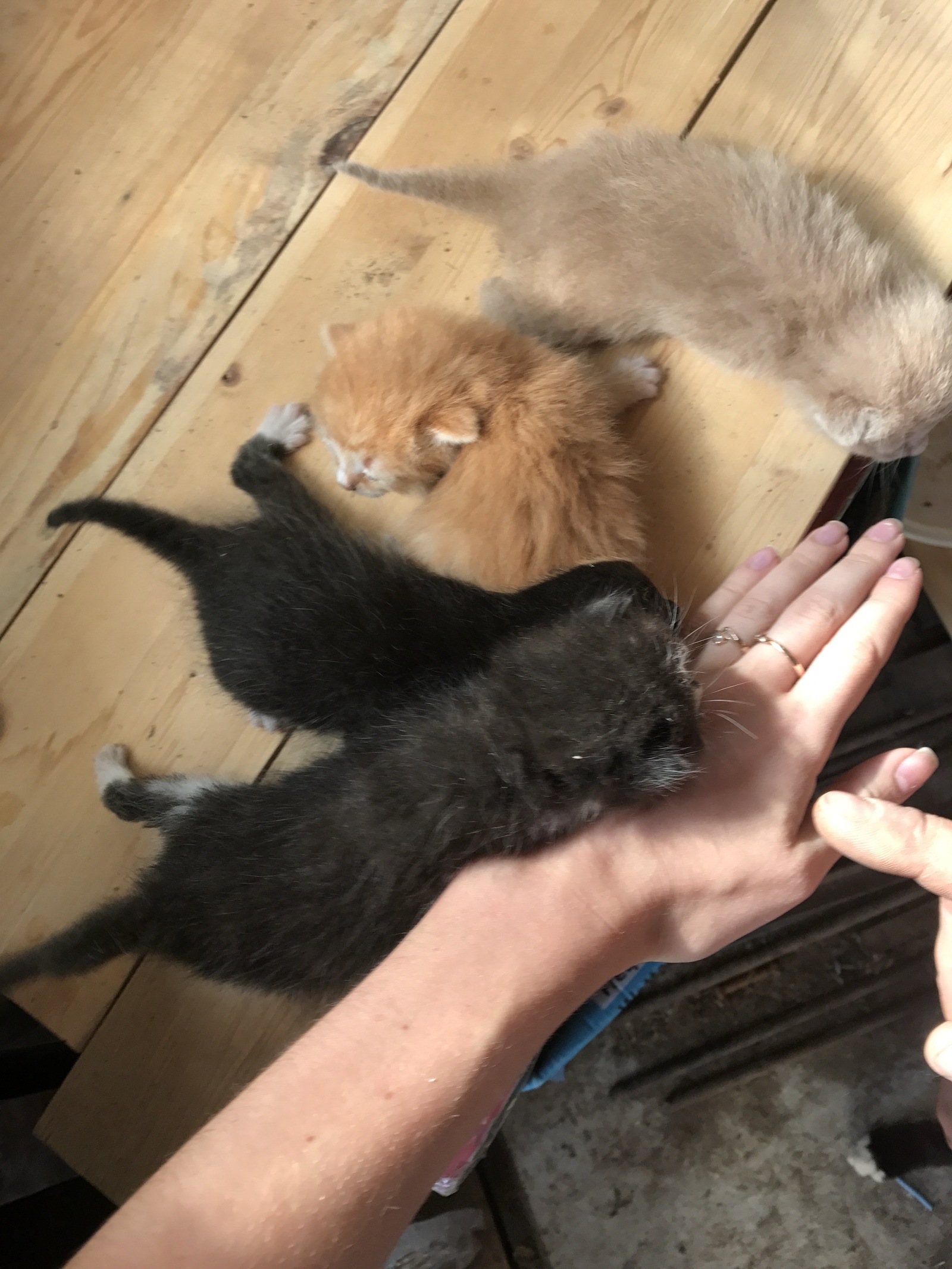 Four kittens are looking for a home. Moscow and MO - My, , cat, Kittens, Longpost