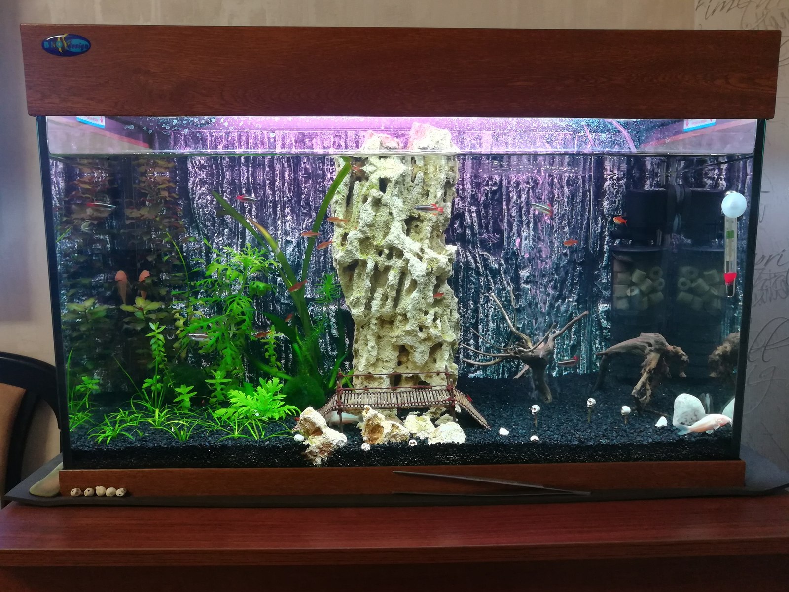 My aquarium - My, Aquarium, Aquarium, My, Aquarium fish, Longpost