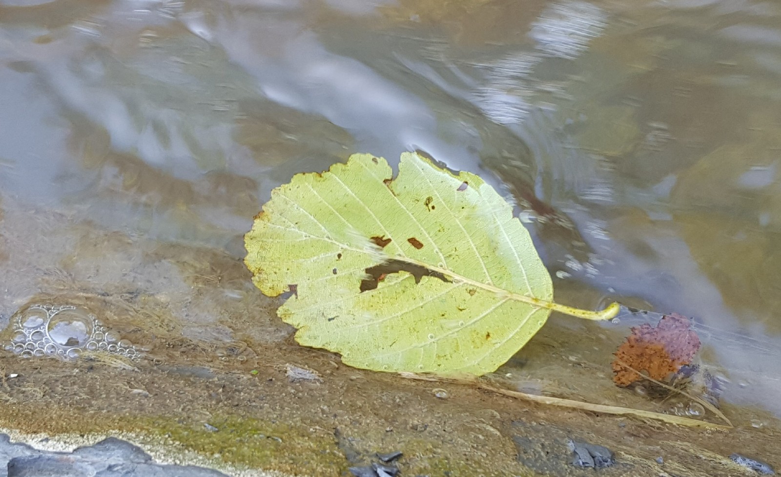 Mood, autumn. - My, Autumn, Foliage, River