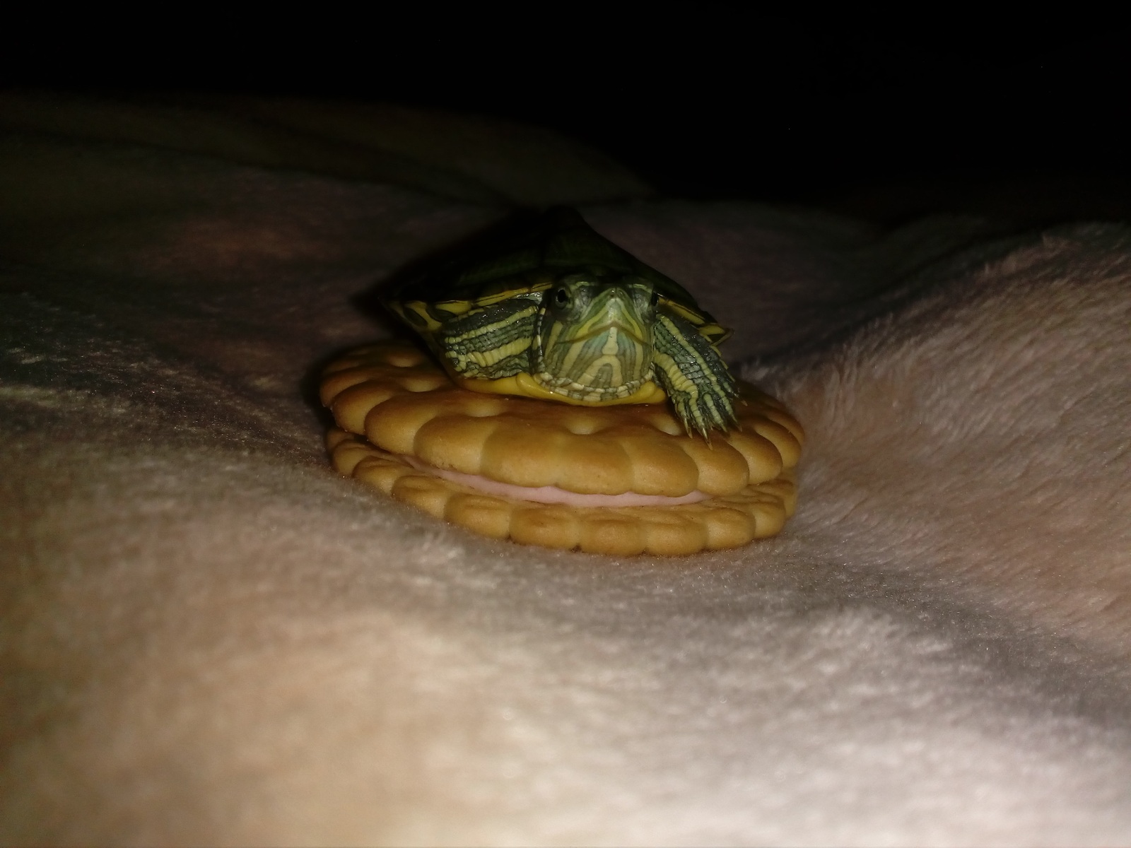 Pet - My, Snake, Turtle, Pet, Longpost, Pets