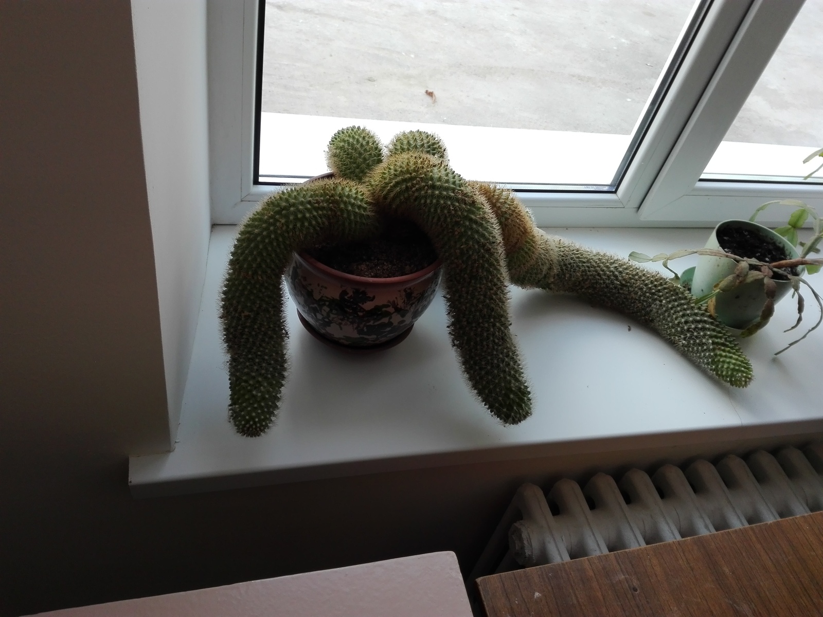 Flowerpot monster - Cactus, Flowers, Oddities