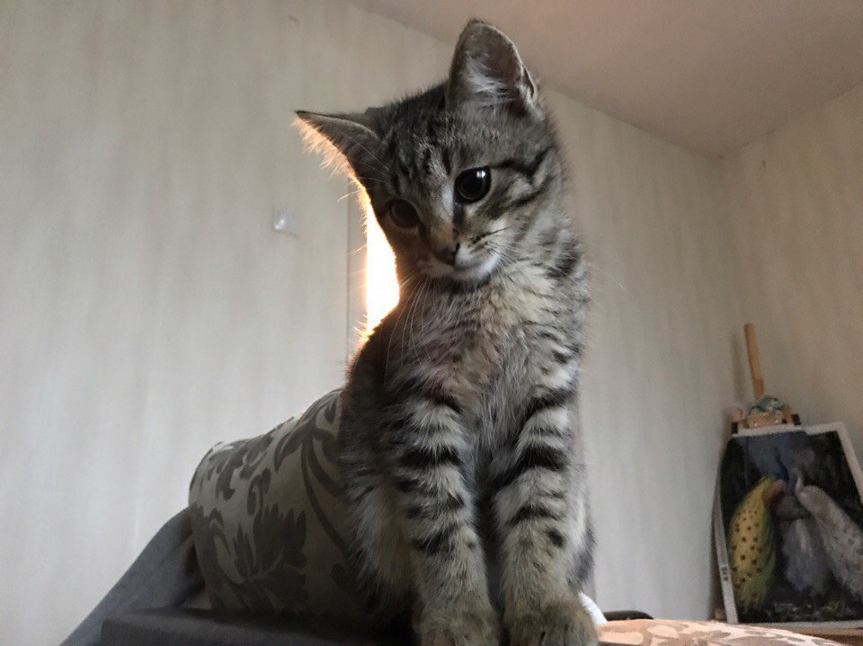 Kitten in good hands! - cat, Moscow, In good hands, The strength of the Peekaboo, Kitten is looking for a family, Longpost