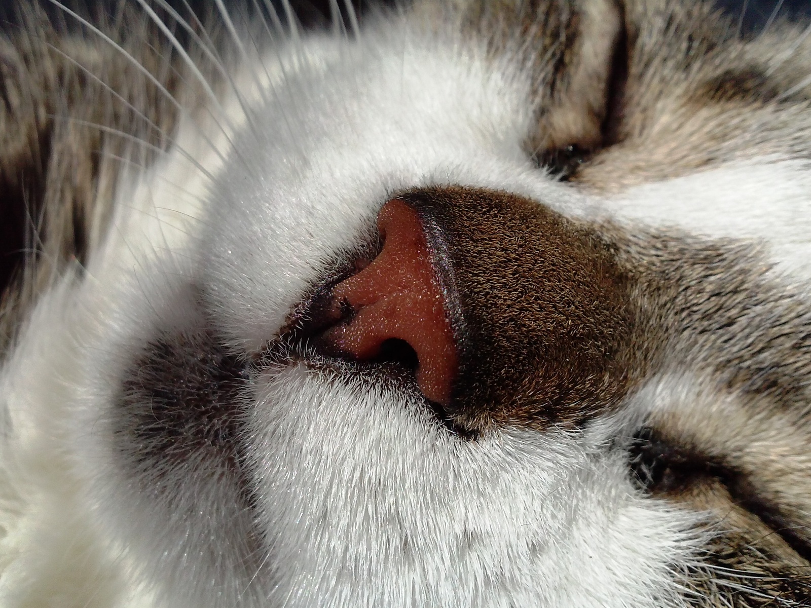 What is the camera of an old samsung galaxy ace 1 capable of - My, cat, Nose, Pipka, Macro, The photo, Mobile phones, Samsung, Macro photography