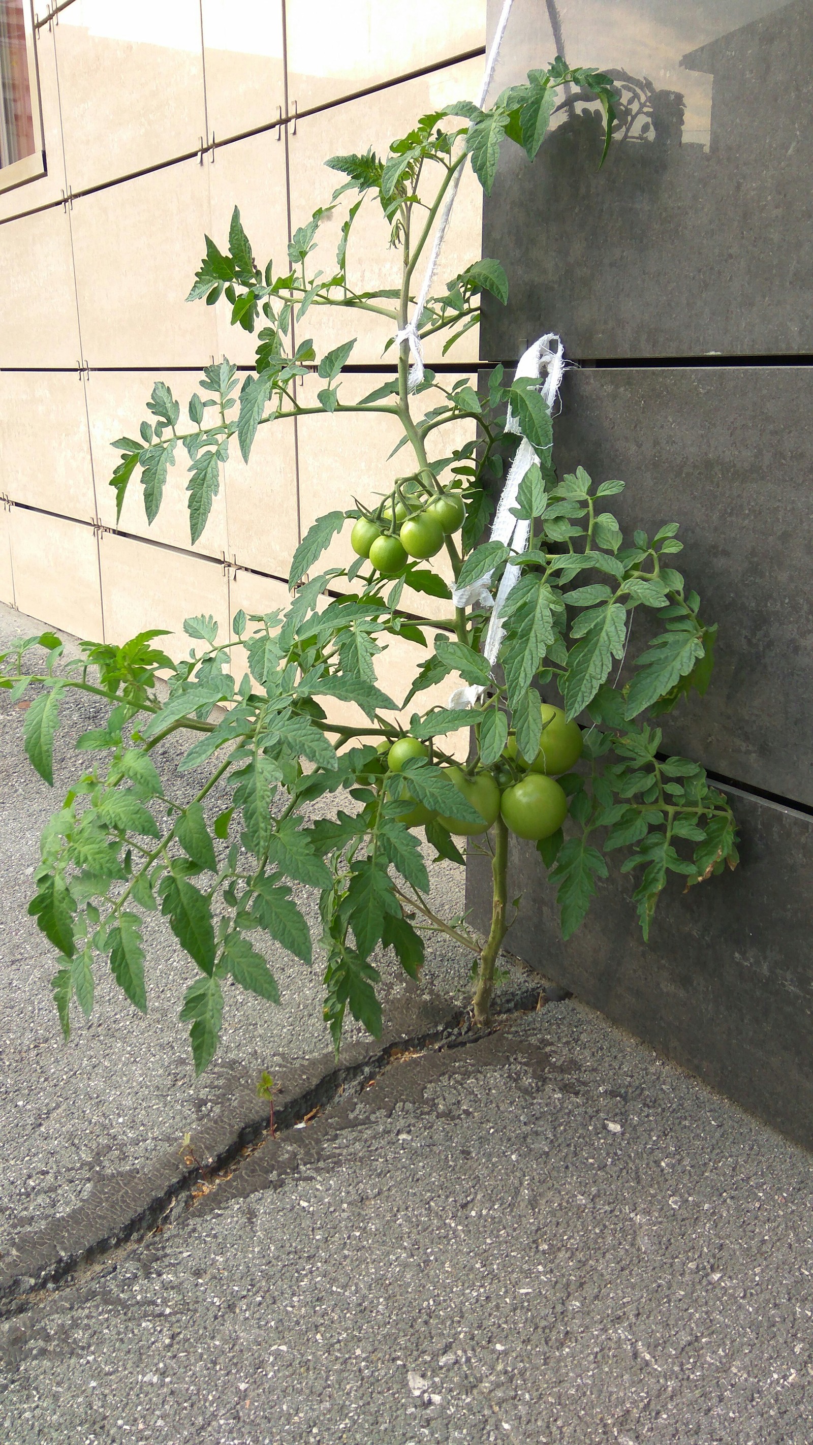 Tomatoes on asphalt - Tomatoes, Asphalt