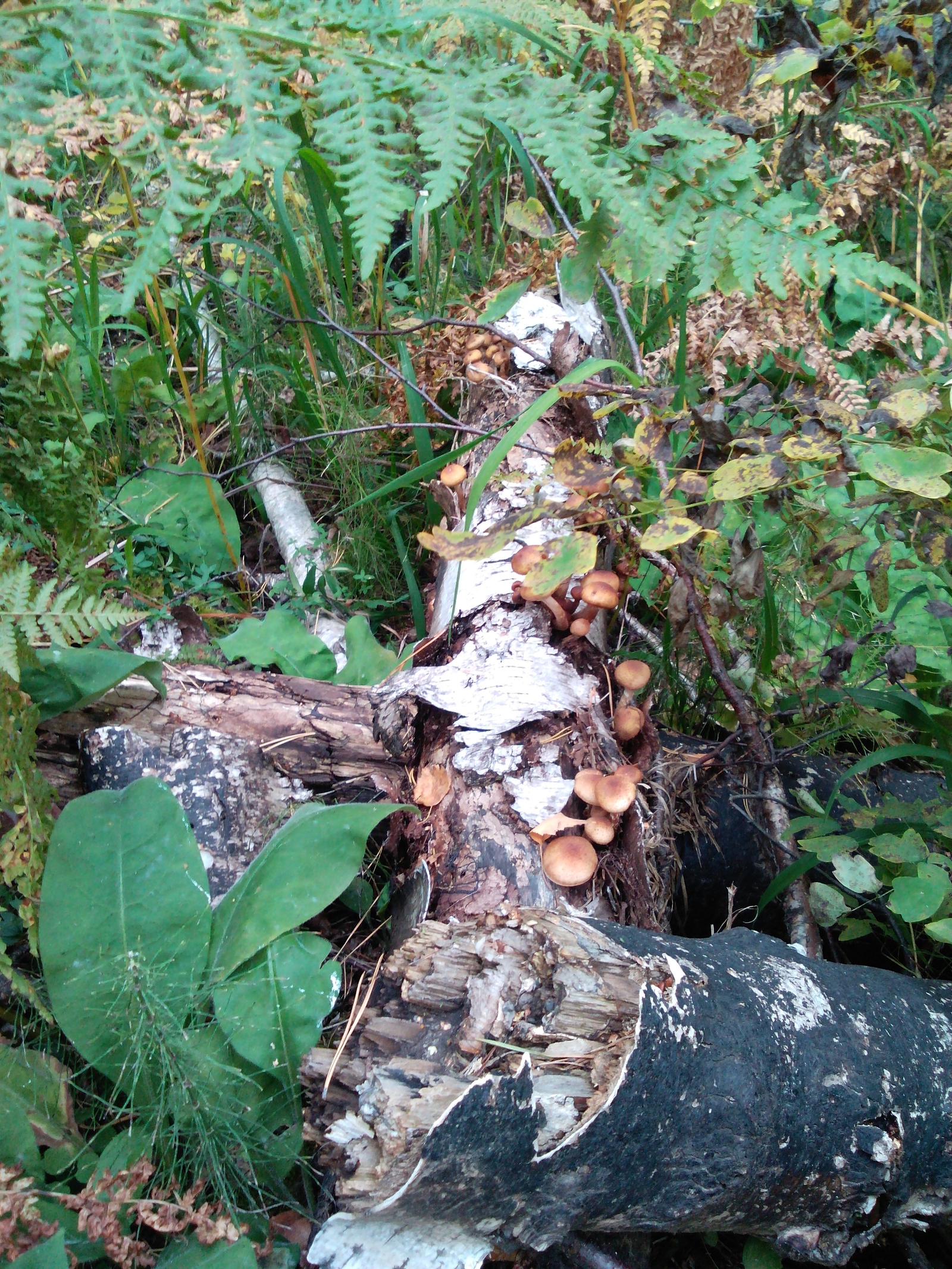 Mushroom Rhapsody! - Mushrooms, Honey mushrooms, , Longpost