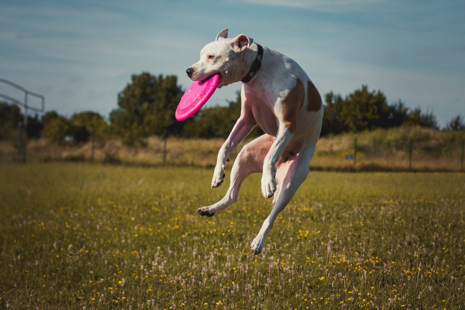 Oooh, got it... - My, Dog, Frisbee, Summer, Animals, Pets, Dog days