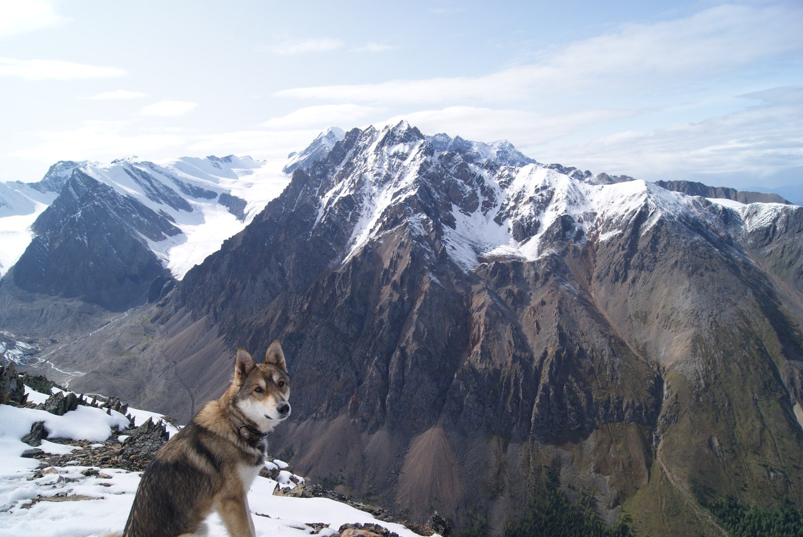 Gorny Altai/Kosh-Agachsky district/Severo-Chuysky - Mountain Altai, , Severo-Chui Range, Dog, Laika, The mountains, Longpost, Altai Republic