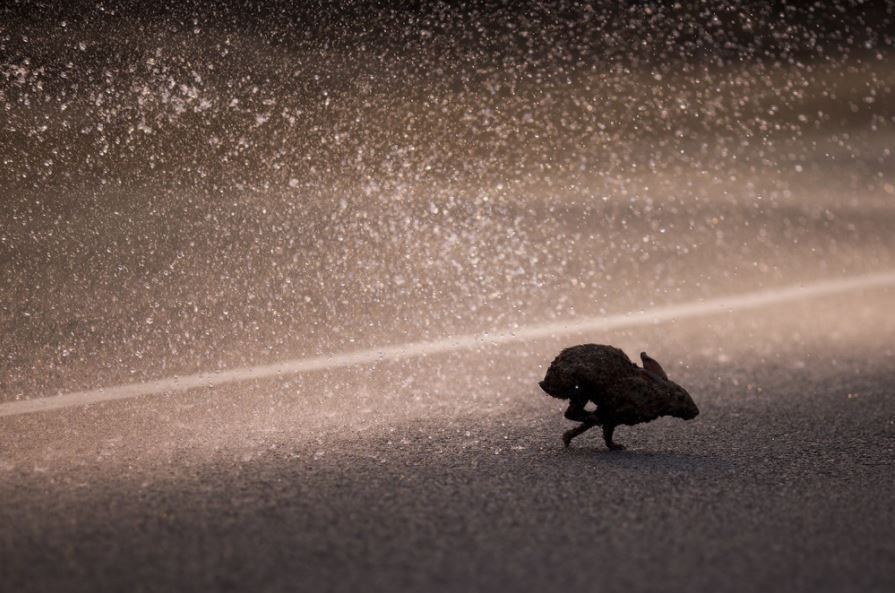 Hare rescues while putting out a wildfire near Los Angeles - Fire, USA, Los Angeles, Hare, Animals