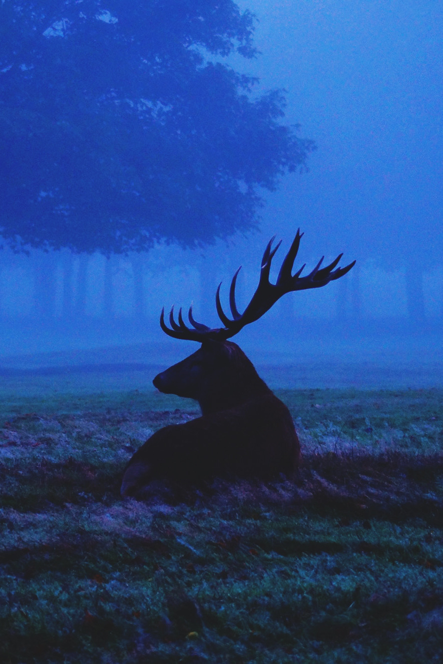 Deer post. - The photo, Deer, Nature, Artiodactyls, Animals, Longpost, Deer