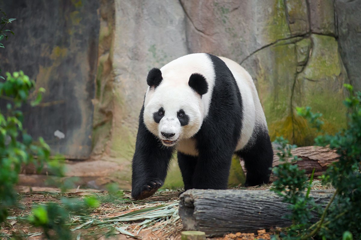 Где живет панда на каком. Ареал панды. Ареал обитания панды. Большая Панда. Ареал большой панды.