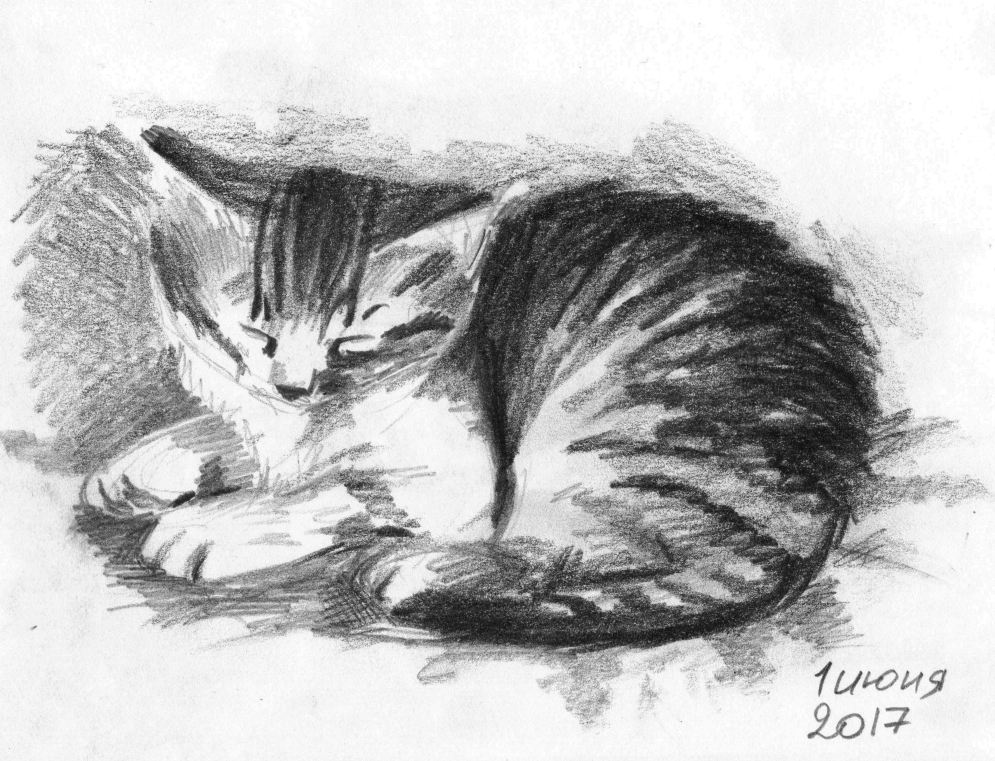 Скетчи карандашом. Коты. | Пикабу