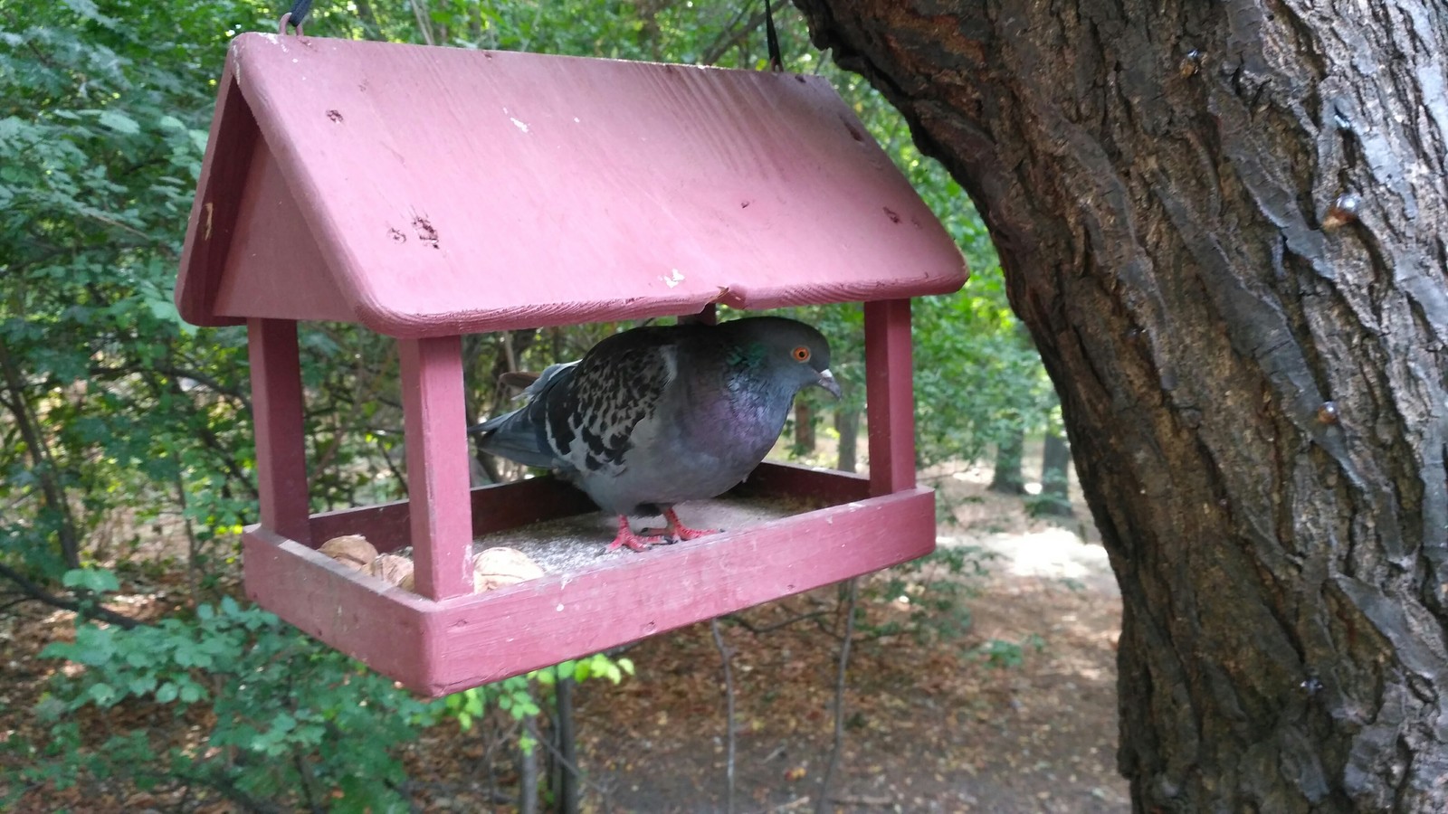 In the house - My, The photo, Pigeon, Trough