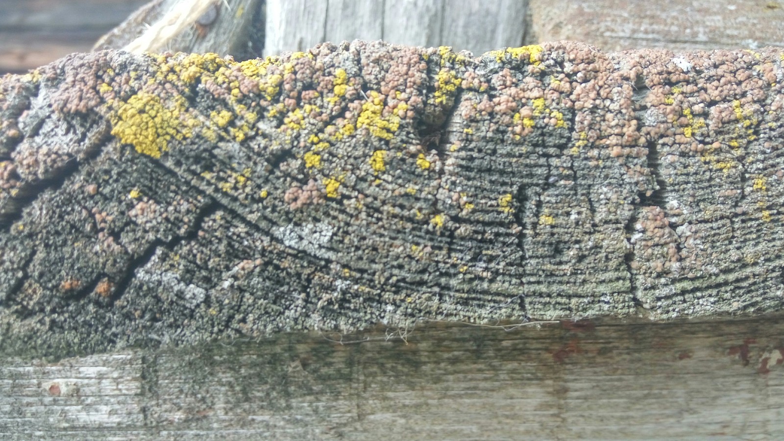 Autumn in the village. - My, Village, Dampness, Tree, Textures, Volga, Autumn, The photo, Longpost, Volga river