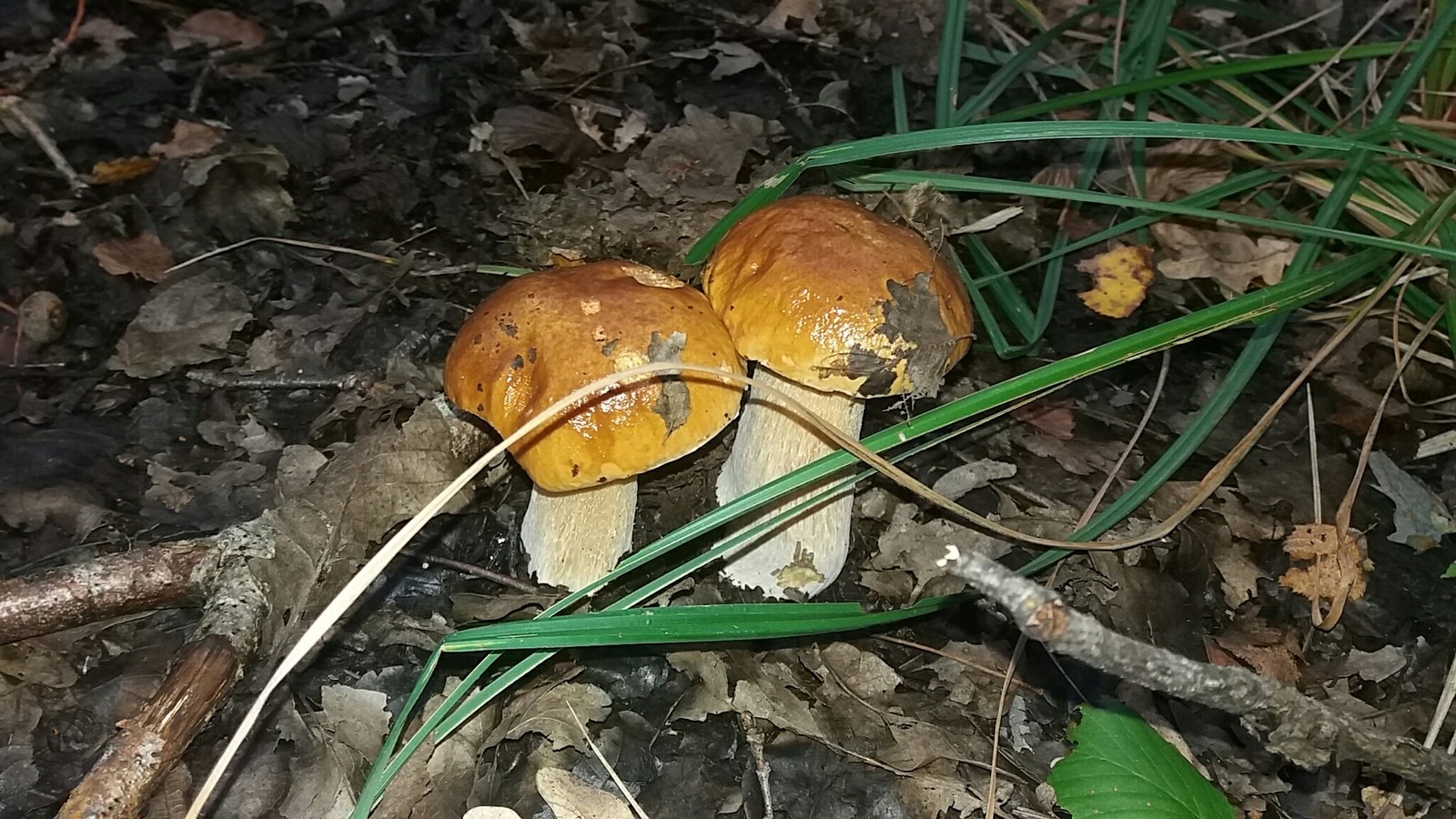 white mushrooms) - My, Porcini, Forest, Longpost