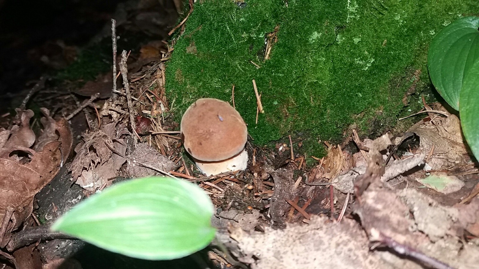 white mushrooms) - My, Porcini, Forest, Longpost