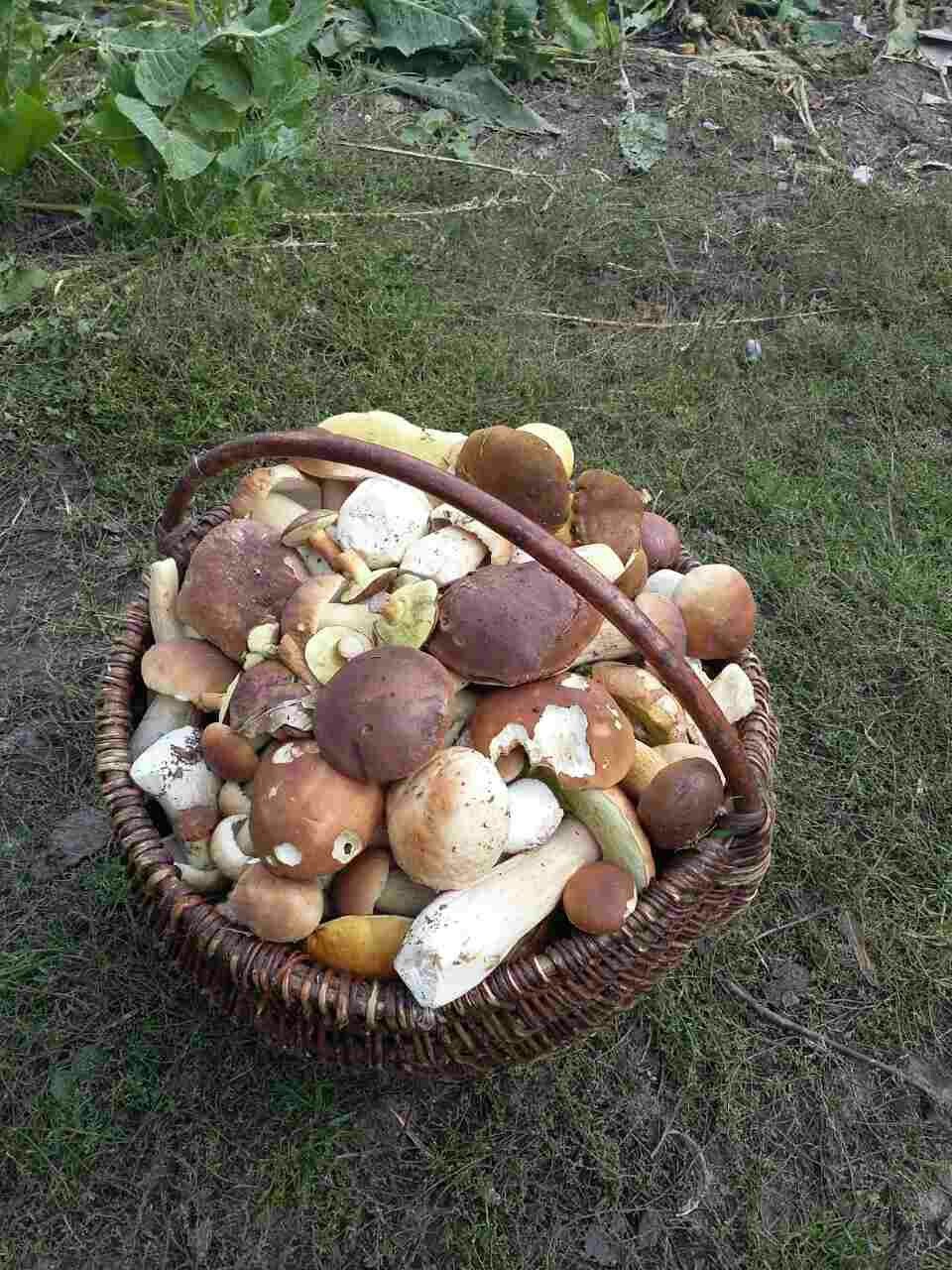 white mushrooms) - My, Porcini, Forest, Longpost